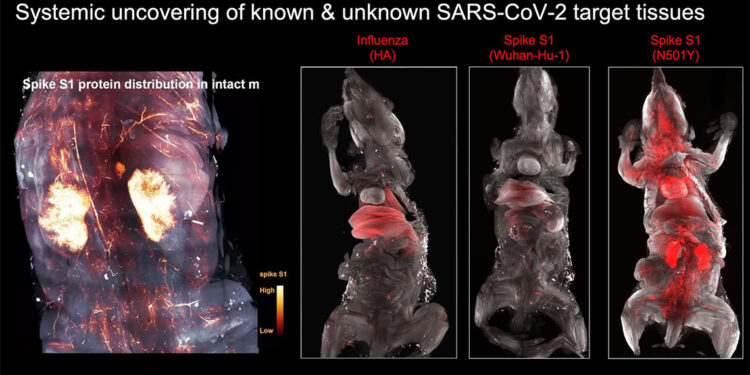 Covid-19 kafatasında bekleyip beyne sinsice sızıyor