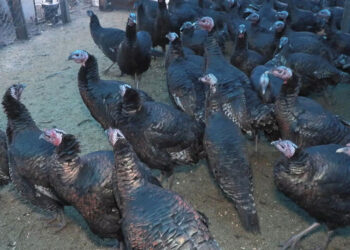 Hindiler bu yıl tezgahta kaldı