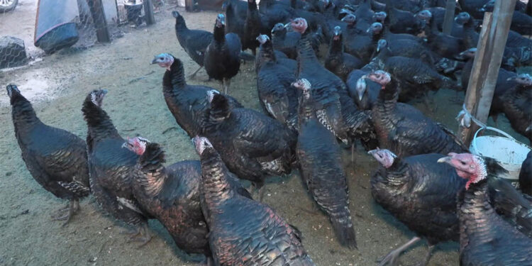 Hindiler bu yıl tezgahta kaldı