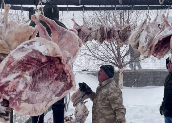 'Kaz gecesi' için satın alınan 300 kaz direklere asıldı