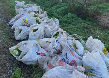 52 çuval marul çalarken yakalandılar