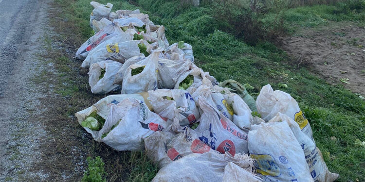 52 çuval marul çalarken yakalandılar