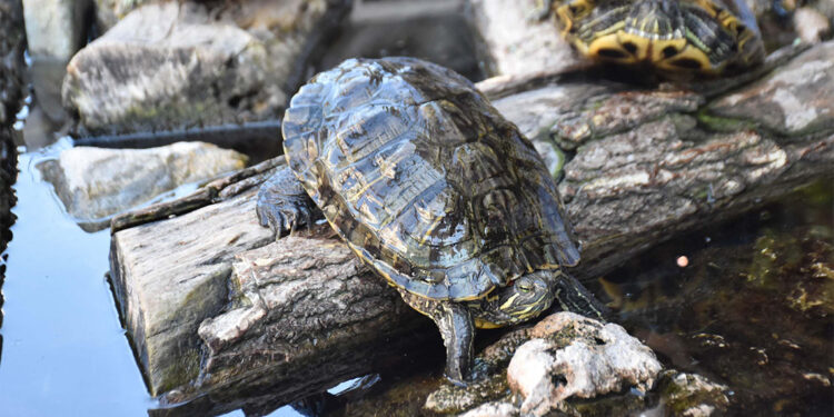 Her yıl ortalama 500 kaplumbağayı misafir ediyor