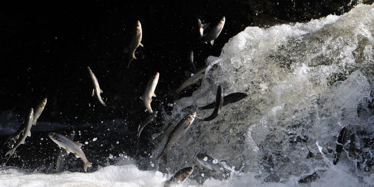 İnci kefalinin konserveye dönüşmesi balıkçılara büyük katkı sunacak