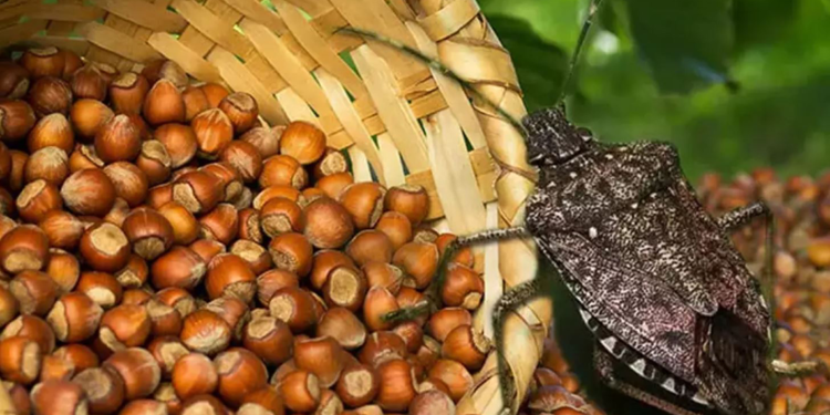 İstilacı kokarcaya rağmen fındık ihracatı arttı