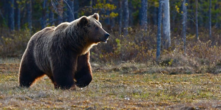 Ayı saldırılarına karşı avlanma yasaları gevşetildi