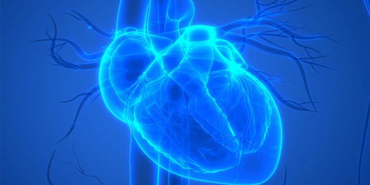 Kalbin mini beyni keşfedildi