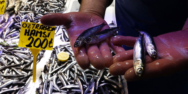 Hamsinin kulağına kar suyu kaçtı