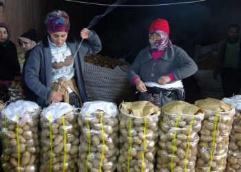 Kayadan oyma mağaralarda patates mesaisi