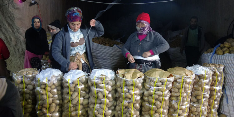 Kayadan oyma mağaralarda patates mesaisi