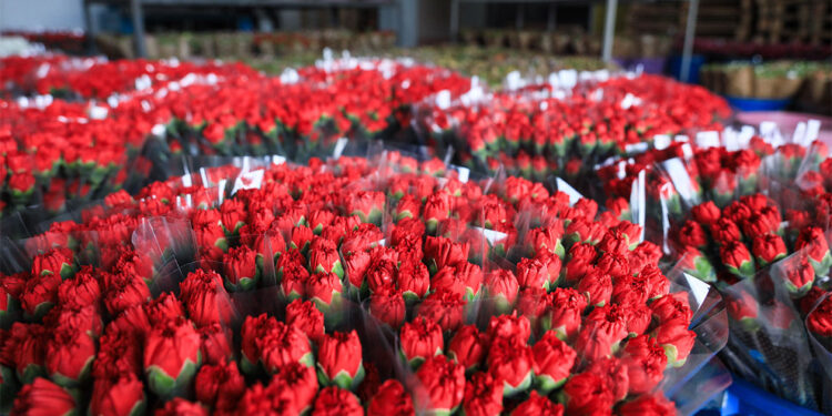 Kesme çiçek sektörünün 150 milyon dolarlık hedefi iklime takıldı