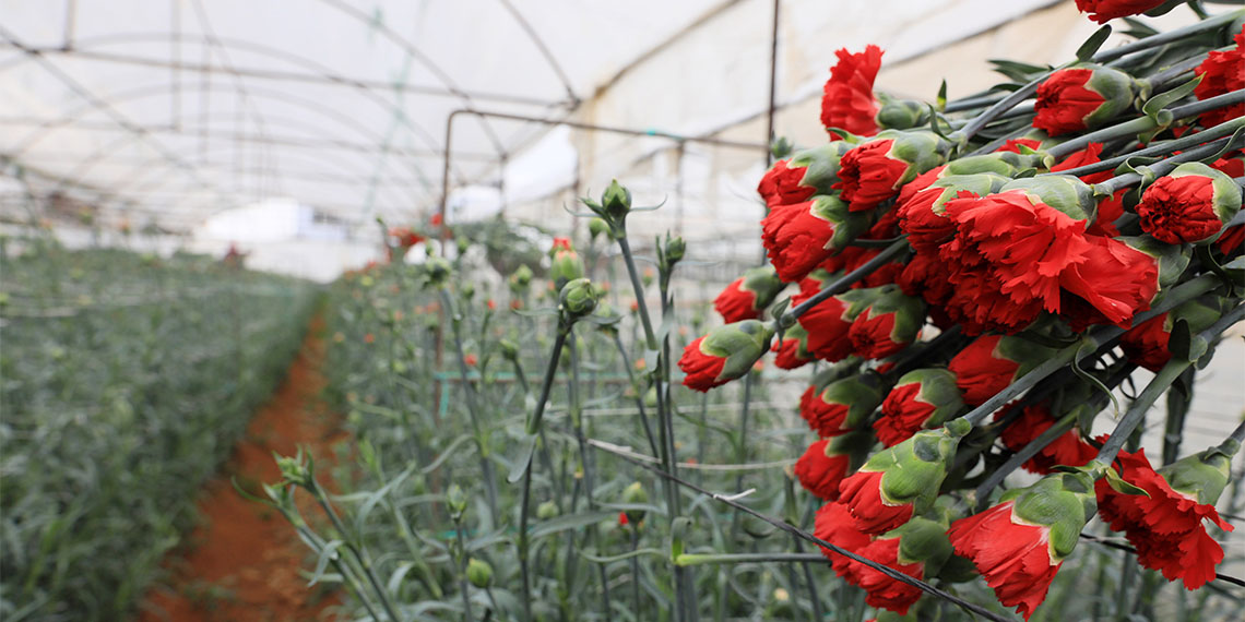 Kesme çiçek sektörünün üretim yerlerinin başında gelen Antalya’dan bu yıl 73 ülkeye 140 milyon dolarlık 600 milyon dal çiçek gönderildi.