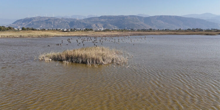 Milleyha Sulak Alanı eski günlerine döndü