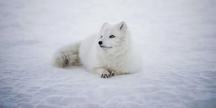 Kuzey Kutbu ilk buzsuz gününü 2027 yazında yaşayabilir