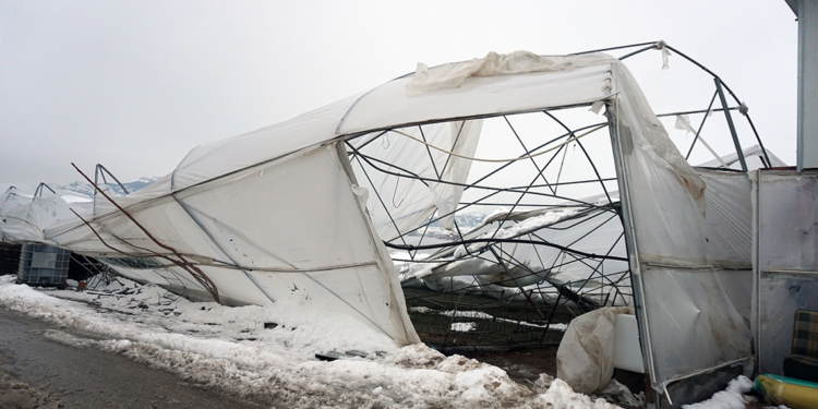 Kar birikintisi 50 dönüm karanfil serasını çökertti