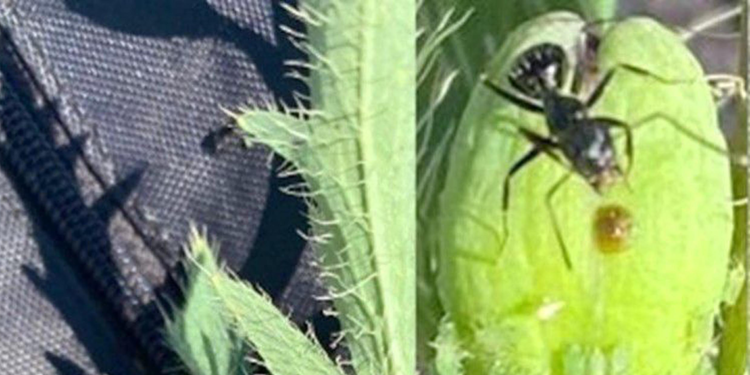 Kaz Dağları'nda yeni bir böcek türü keşfedildi