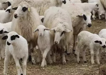 Kırşehir'de çiçek hastalığı görüldü; 13 köyde hayvan hareketi durduruldu