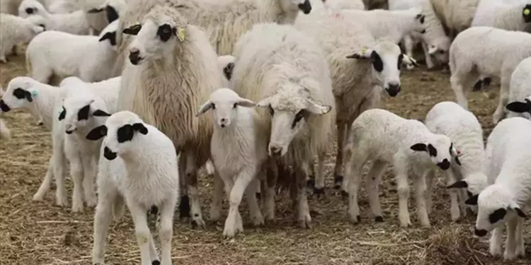 Kırşehir'de çiçek hastalığı görüldü; 13 köyde hayvan hareketi durduruldu
