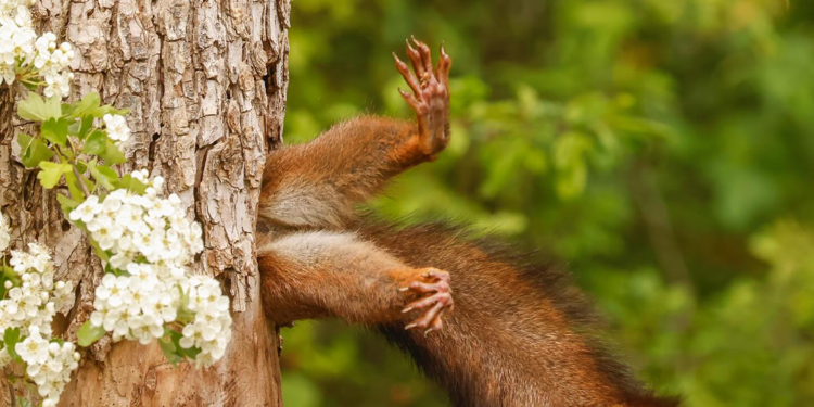 Komedi Vahşi Yaşam Fotoğrafçılığı Ödülleri kazananı belli oldu