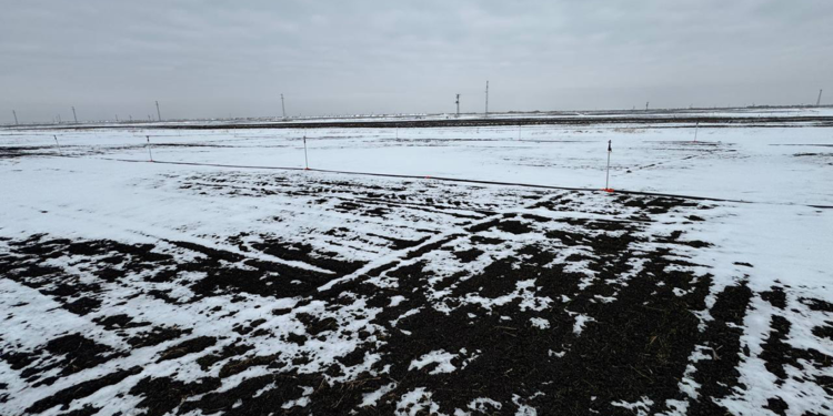 Konya Ovası'ndaki son yağışlar, çiftçiyi umutlandırdı