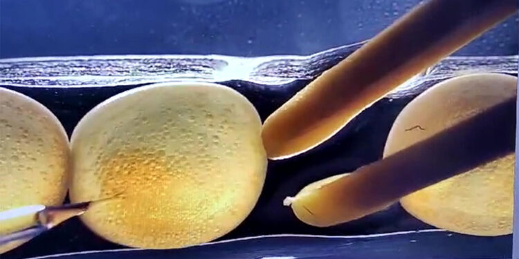 Karadeniz alabalığının mutantı üretildi