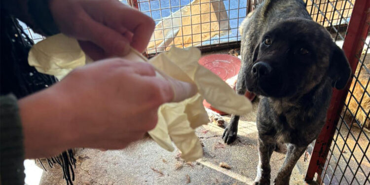 Mamak'ta hayvan katliamı iddiası: İnceleme başlatıldı