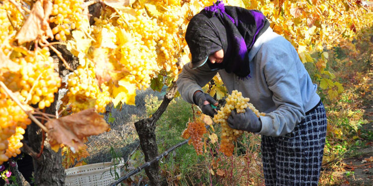 Kış mevsiminde, çekirdeksiz sofralık Sultaniye üzümü hasadı