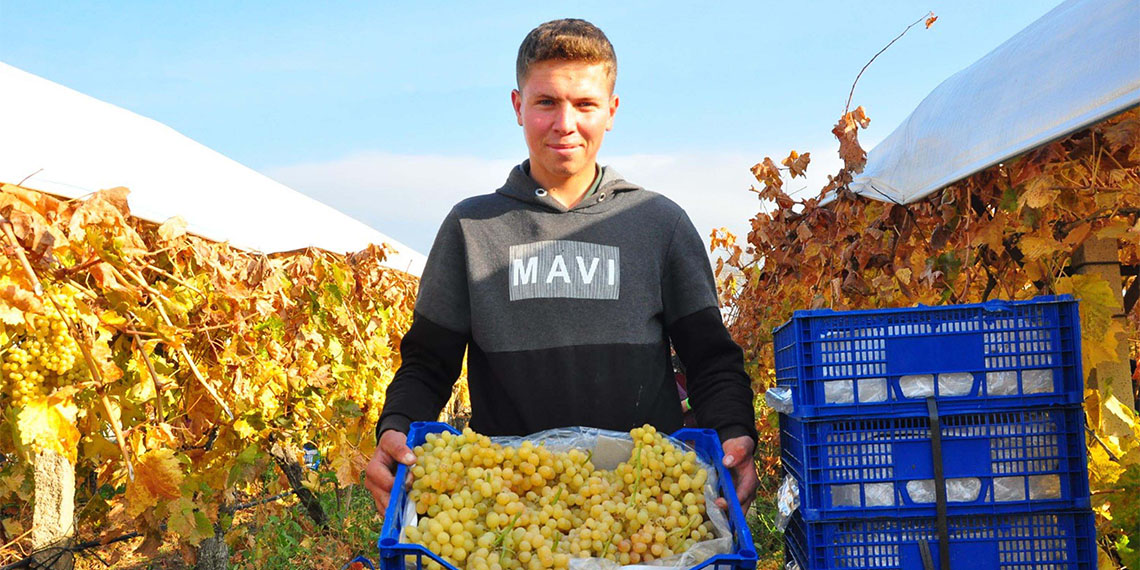 Manisa'da temmuz ayında 35 milyon metre uzunluğundaki 'kanaviçe' adı verilen örtüyle üzeri kapatılan ve 85 bin dekarlık alanda yetiştirilen çekirdeksiz sofralık Sultaniye üzümü, aralık ayı olmasına rağmen dalından hasat ediliyor.