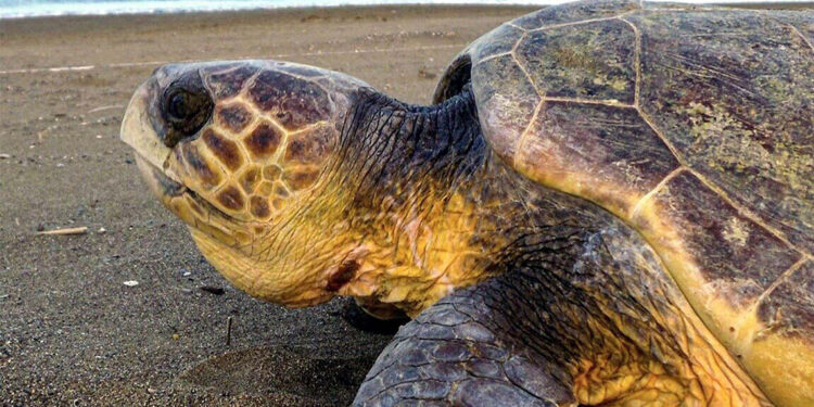 Turistlerin caretta carettaları beslemesi pahalıya patlayacak