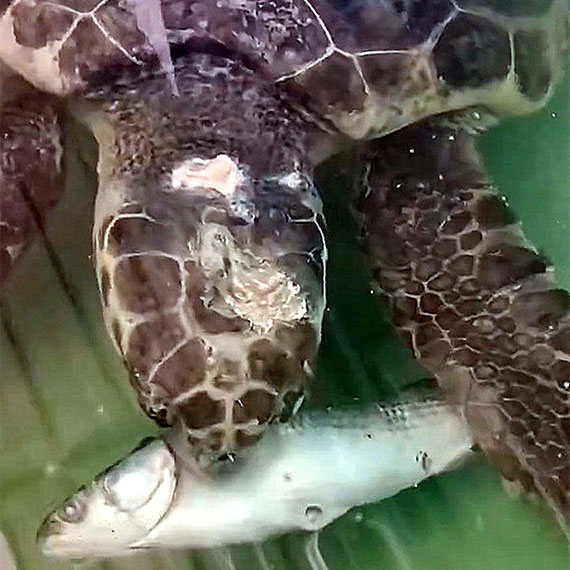 Muğla'nın dünyaca ünlü Köyceğiz Gölü ile Dalyan kanallarında yaptırılan tekne turlarına katılan yerli ve yabancı turistlerin caretta carettaları beslemesi halinde, kaptana 43 bin 179 lira ceza kesileceği duyuruldu.