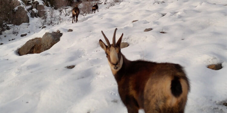 Munzur'da çengel boynuzlu dağ keçileri görüntülendi