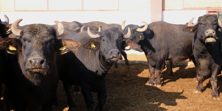 Mandaların et ve süt verimliliğini artıracak çalışma