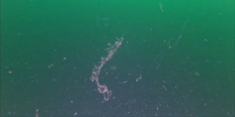 Marmara Denizi'nde müsilaja rastlandı