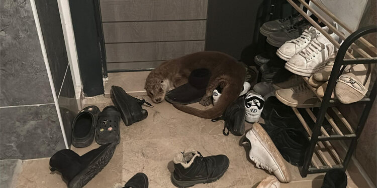 Nesli tehlike altındaki su samuru apartmana girdi