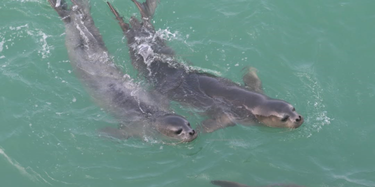 Nesli tehlike altındaki Akdeniz foklarının sayısı 900'e yükseldi