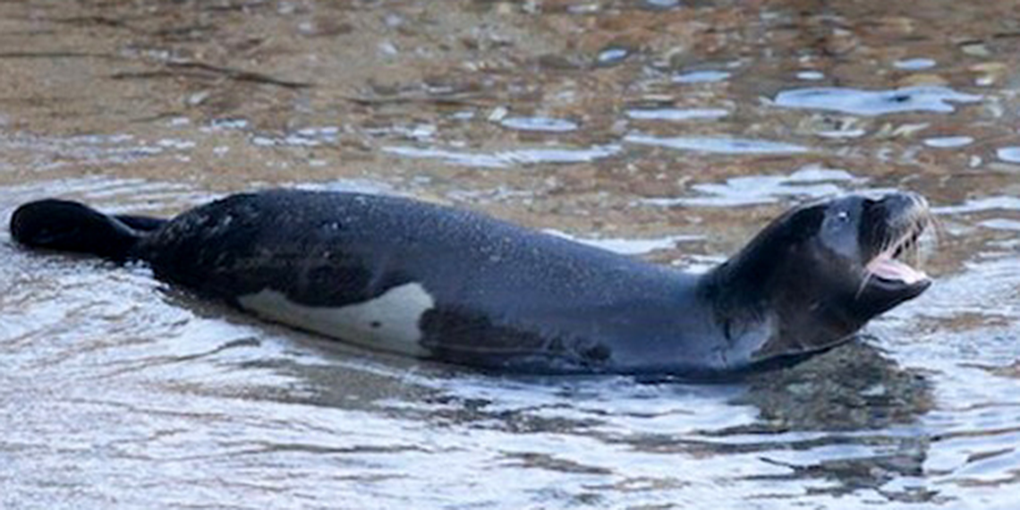 Dünyada sadece 4 bölgede yaşayan ve nesli kritik derecede tehdit altındaki türlerin başında gelen Nesli tehlike altındaki Akdeniz foklarının sayısı 900'e yükseldi. Türkiye'deki sayısı 100'den 120'ye çıkarken, bu yıl doğan yavrulardan birine 'Deniz' ismi verildi.