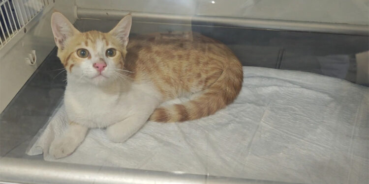 Depremzede kadın, yaralı sokak kedisini tedavi ettirip sahiplendi