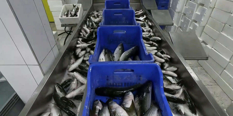 Ortaca'dan 250 bin ton kefal ihracatı