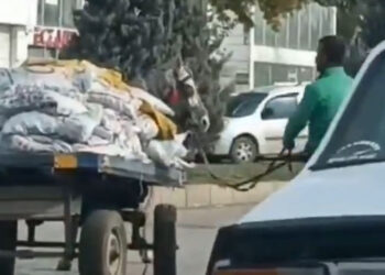 Şanlıurfa'da ata eziyet