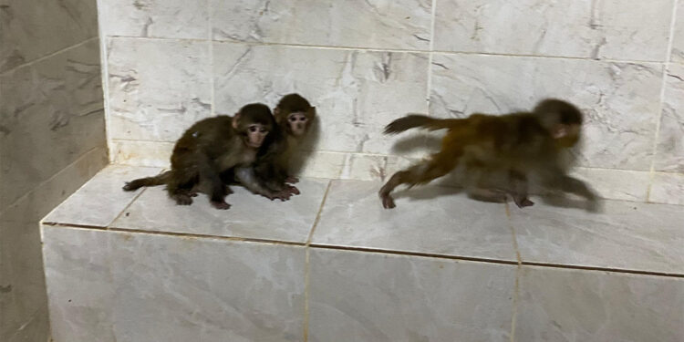 Sınır kapısında 3 makak maymunu ele geçirildi