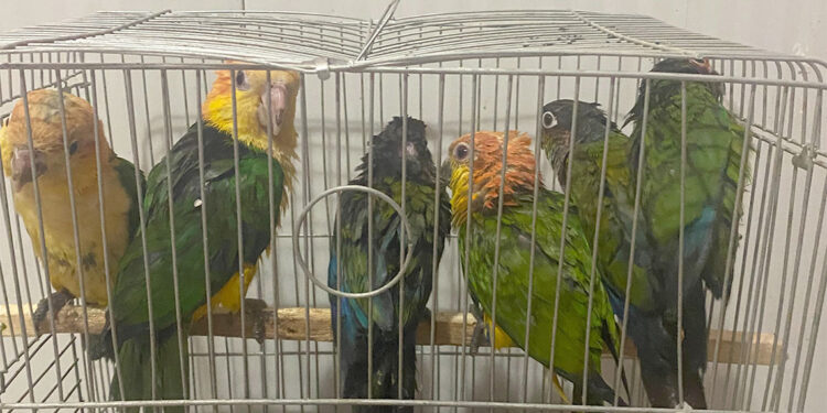 Sınır kapısında 6 konur papağanı ele geçirildi