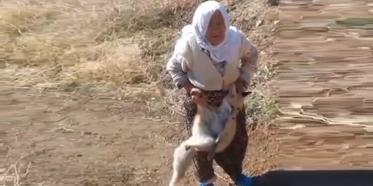 Tavuklarını çalan tilkiyi elleriyle yakaladı