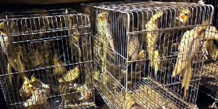 Tekirdağ'da 666 kaçak kuş ele geçirildi