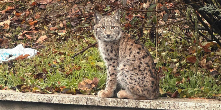 Nesli tükenme tehlikesinde olan vaşak Tokat'ta görüntülendi