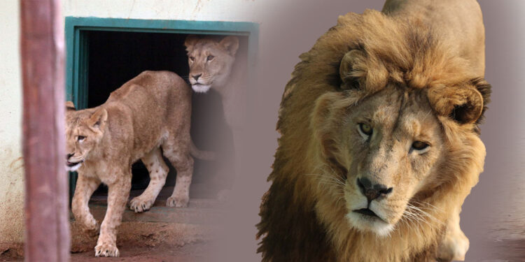 Türkiye'nin en büyük hayvanat bahçesi rekor kırdı