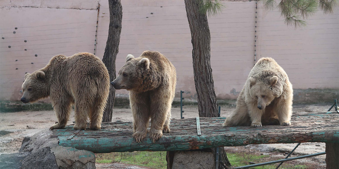 Türkiye'nin en büyük hayvanat bahçesi olan Gaziantep Hayvanat Bahçesi, bu yıl 5 milyon 150 bin ziyaretçiyi ağırladı.