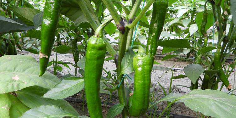 Türkiye'nin en acı biberi zayıflamaya yardımcı oluyor