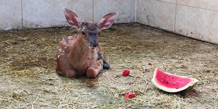 Yaralı kızılgeyik yavrusu koruma altına alındı