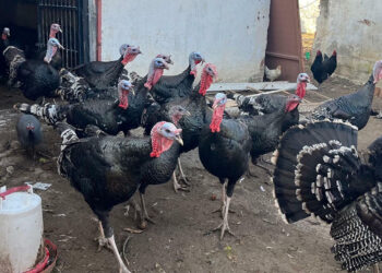 Hindi yeni yıl öncesi ilgi görüyor; Fiyatı 3 bin TL'yi buluyor