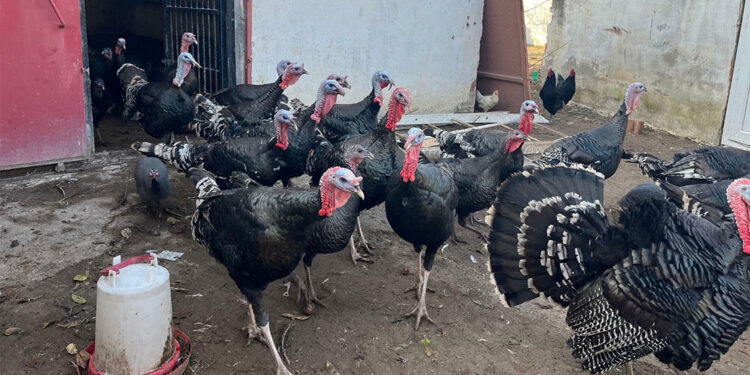 Hindi yeni yıl öncesi ilgi görüyor; Fiyatı 3 bin TL'yi buluyor